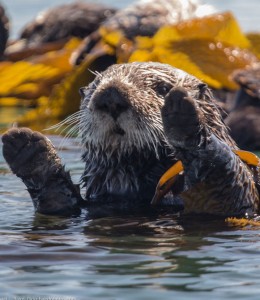 Otter Worries