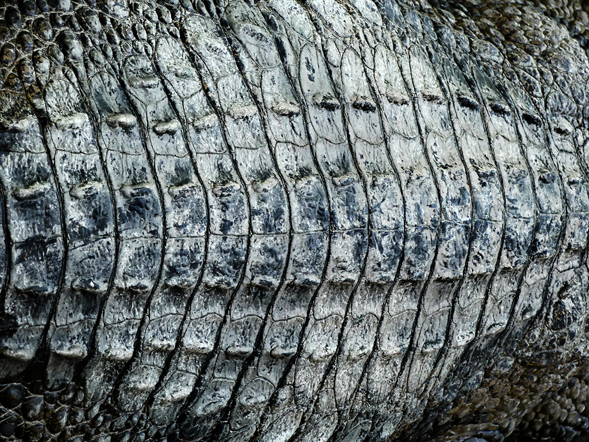 Stunning Alligator Skin Health Specialists image
